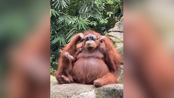 Miliony lidí se na sociálních sítích baví chováním samice orangutana v indonéské zoo.