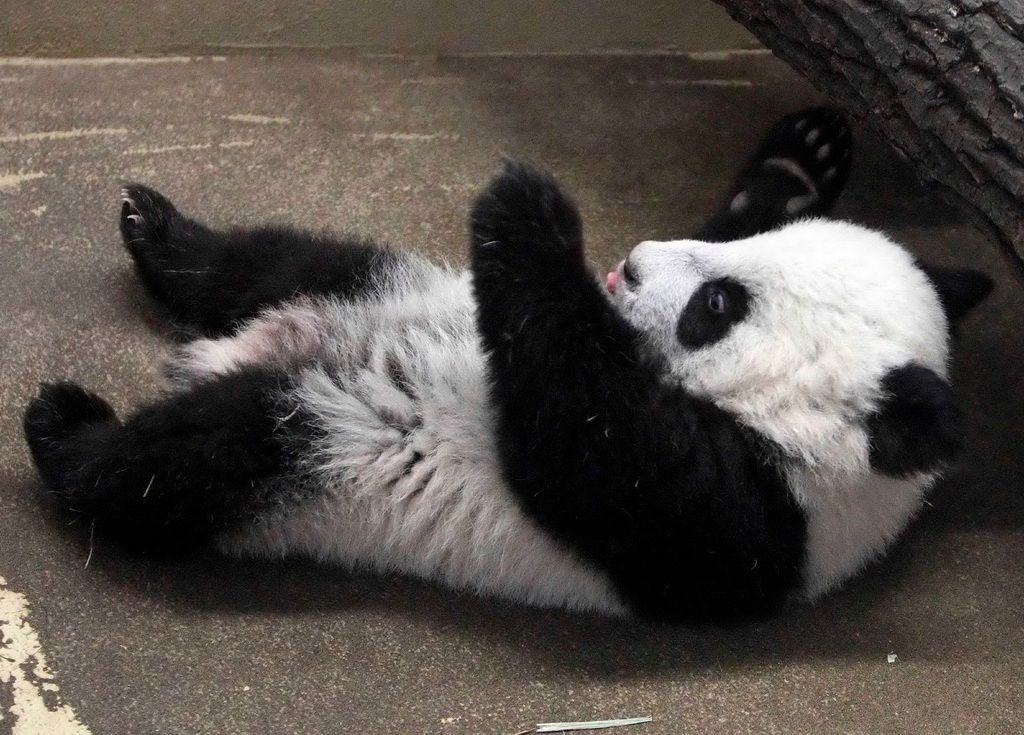 Zvířata v zoo - panda