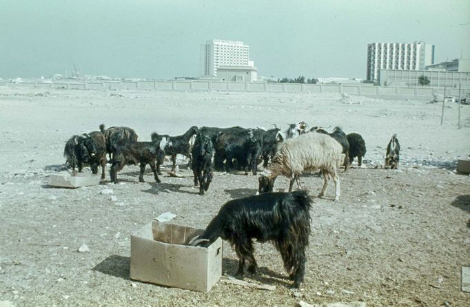 Ovce a kozy pasoucí se na pozadí luxusních hotelů v Dauhá v Kataru. Snímek z roku 1977.