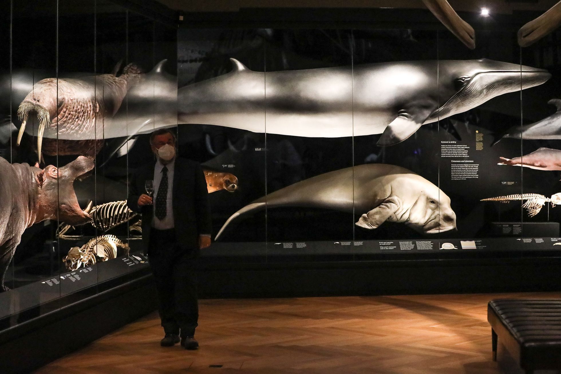 Vycpaný nosorožec Súdán - Národní muzeum, expozice Divočina