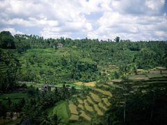 rýžové plantáže na ostrově Bali