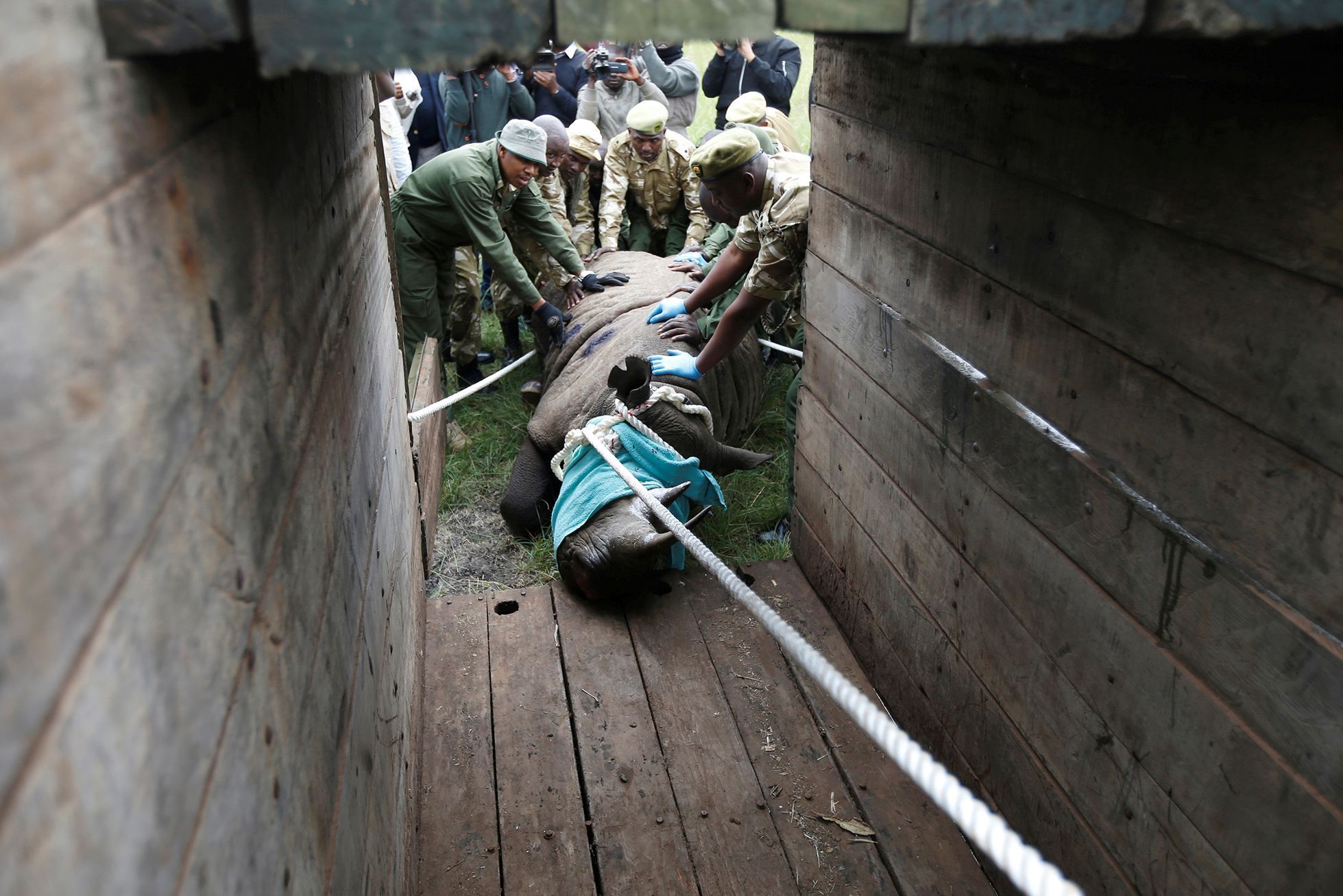 Fotogalerie / Jak se přesouvá nosorožec v Keňi / Reuters / 8