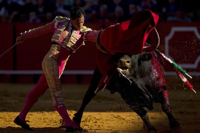 Colombian matador Luis Bolivar performs a pass to a bull during a bullfight in Seville