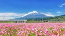 Rychlovlak Shinkansen projíždí kolem rozkvetlého pole růžových květin s horou Fuji v pozadí, Fudži, Šizuoka, Japonsko. Nedatováno.