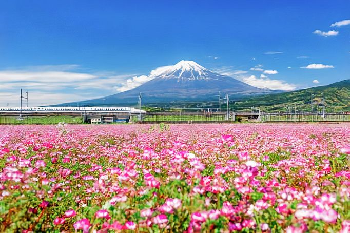 Rychlovlak Shinkansen projíždí kolem rozkvetlého pole růžových květin s horou Fuji v pozadí, Fudži, Šizuoka, Japonsko. Nedatováno.