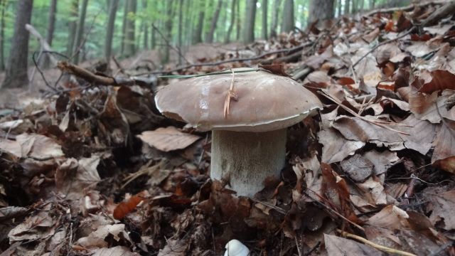 lesnici houba