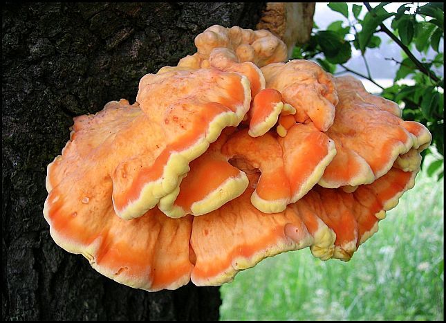 houby sírovec žlutooranžový