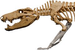 Krokodýl se zuby jako T-Rex lovil dinosaury, vědci v Argentině objevili jeho fosílii