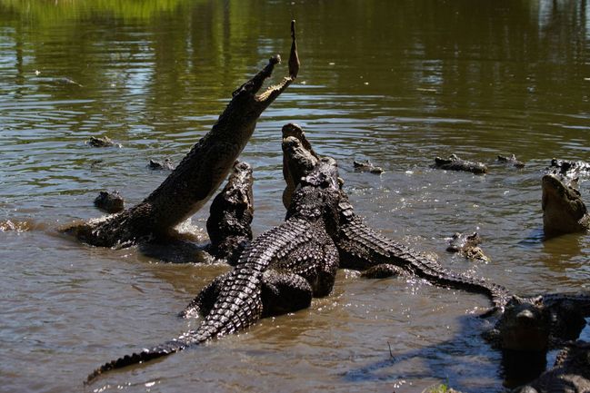 Krokodýlí trus