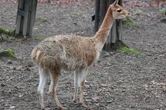 V děčínské zoo se narodilo mládě lamy vikuně. Podařilo se to po pěti letech