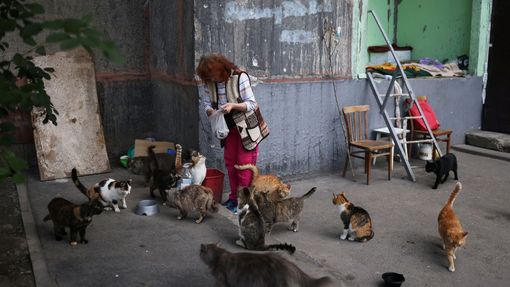 Natalia Pasternaková je jedinou obyvatelkou domu, která ještě neopustila Charkov. Nyní se stará o přibližně stovku koček, které tu po rodinách zůstaly.