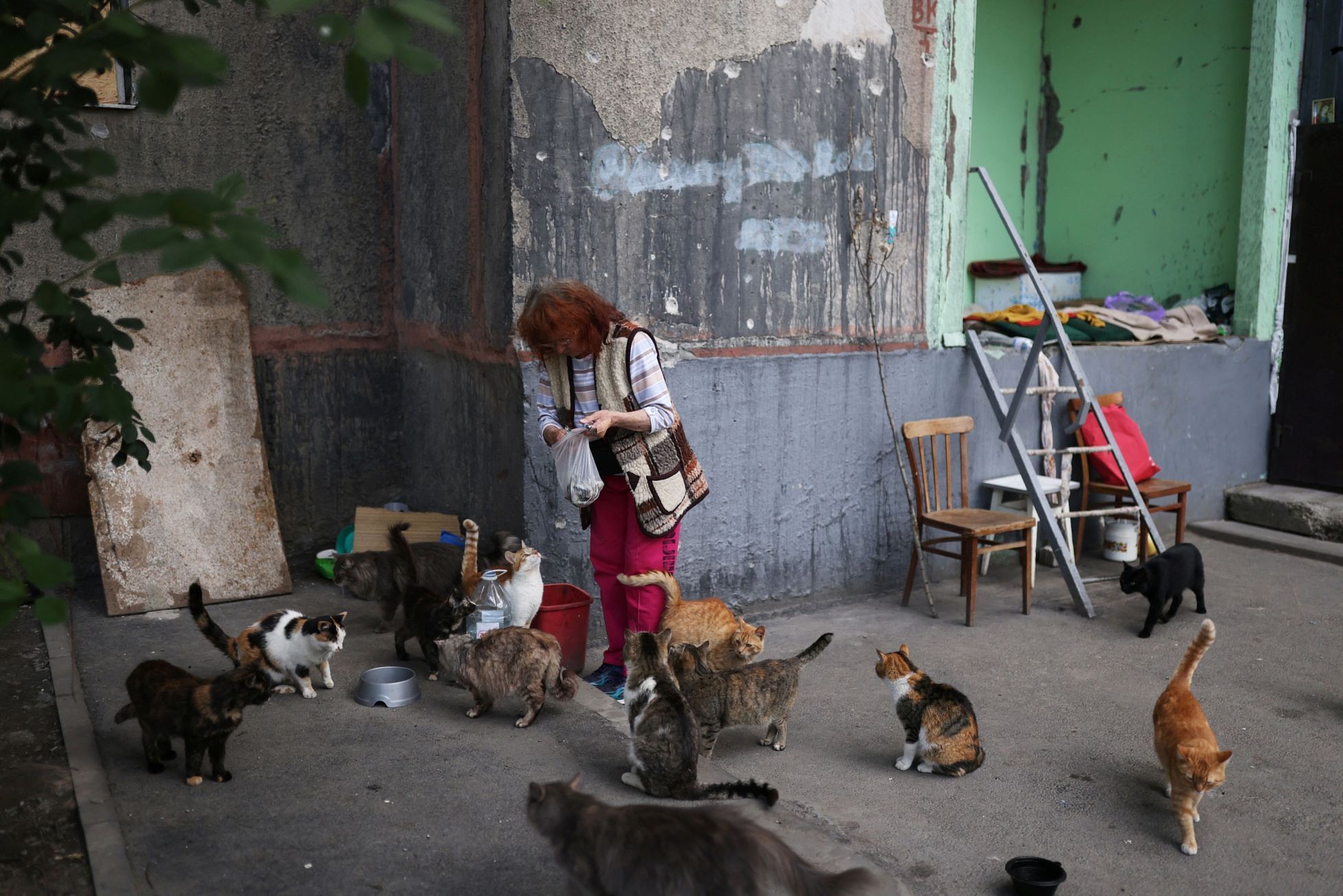 ukrajina charkov kočky