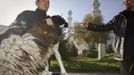 A man carries a sheep for slaughtering after Kurban-Ait, also known as Eid al-Adha in Arabic, prayer in front of Central Mosque in Almaty October 26, 2012. Muslims around the world celebrate Eid al-Adha, marking the end of the haj, by slaughtering sheep, goats, cows and camels to commemorate Prophet Abraham's willingness to sacrifice his son Ismail on God's command. REUTERS/Shamil Zhumatov (KAZAKHSTAN - Tags: RELIGION SOCIETY ANIMALS) Published: Říj. 26, 2012, 7:28 dop.