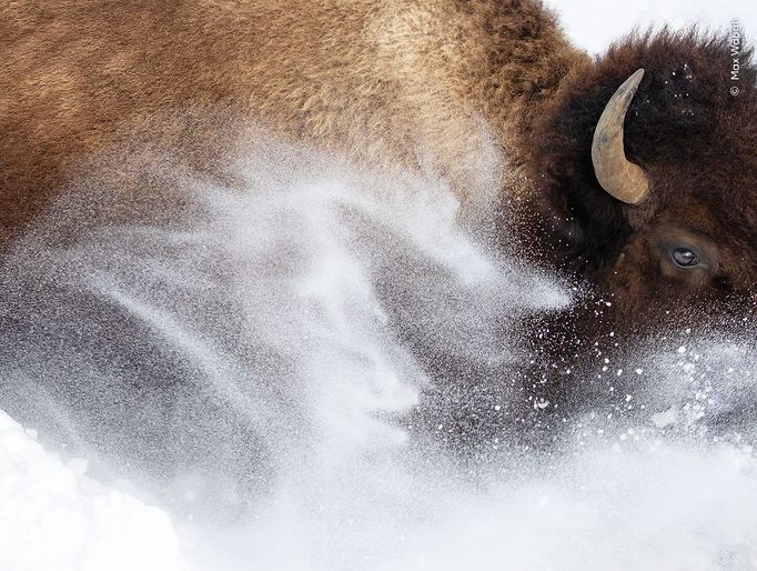 Fotografie ze soutěže Wildlife Photographer of the Year 2023