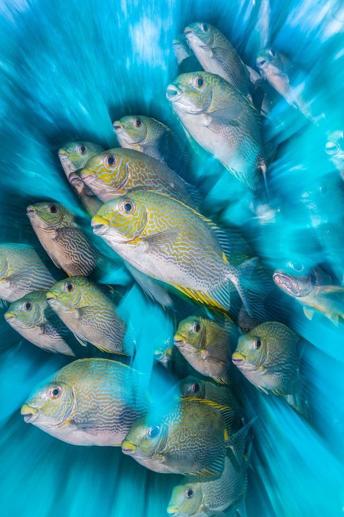 Underwater Photographer of the Year 2020 - vítězné fotografie