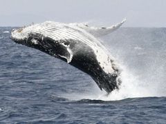 Velkých velryb přibývá. Díky zákazu komerčního lovu
