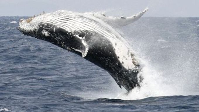Japonci se opět snaží prosadit obnovení komerčního lovu velryb, který byl zakázán v roce 1986