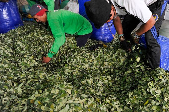 Pěstitelé koky balí listy této rostliny pro další zpracování. Bolívie, 2017.