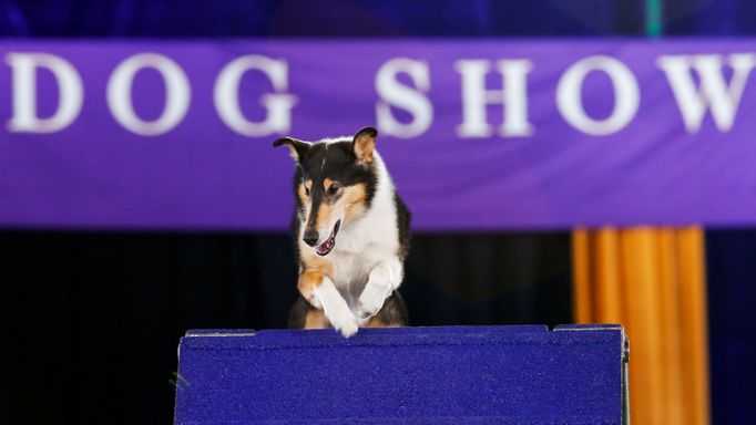 Toto jsou nejhezčí psi světa: Westminster Dog Show, New York 2021