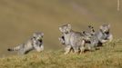 Vítězové soutěže Wildlife Photographer of the Year 2020