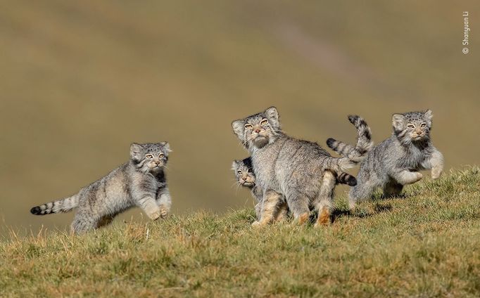 Vítězové soutěže Wildlife Photographer of the Year 2020