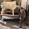 stěhování kostry nosorožce Sudána do Národního muzea