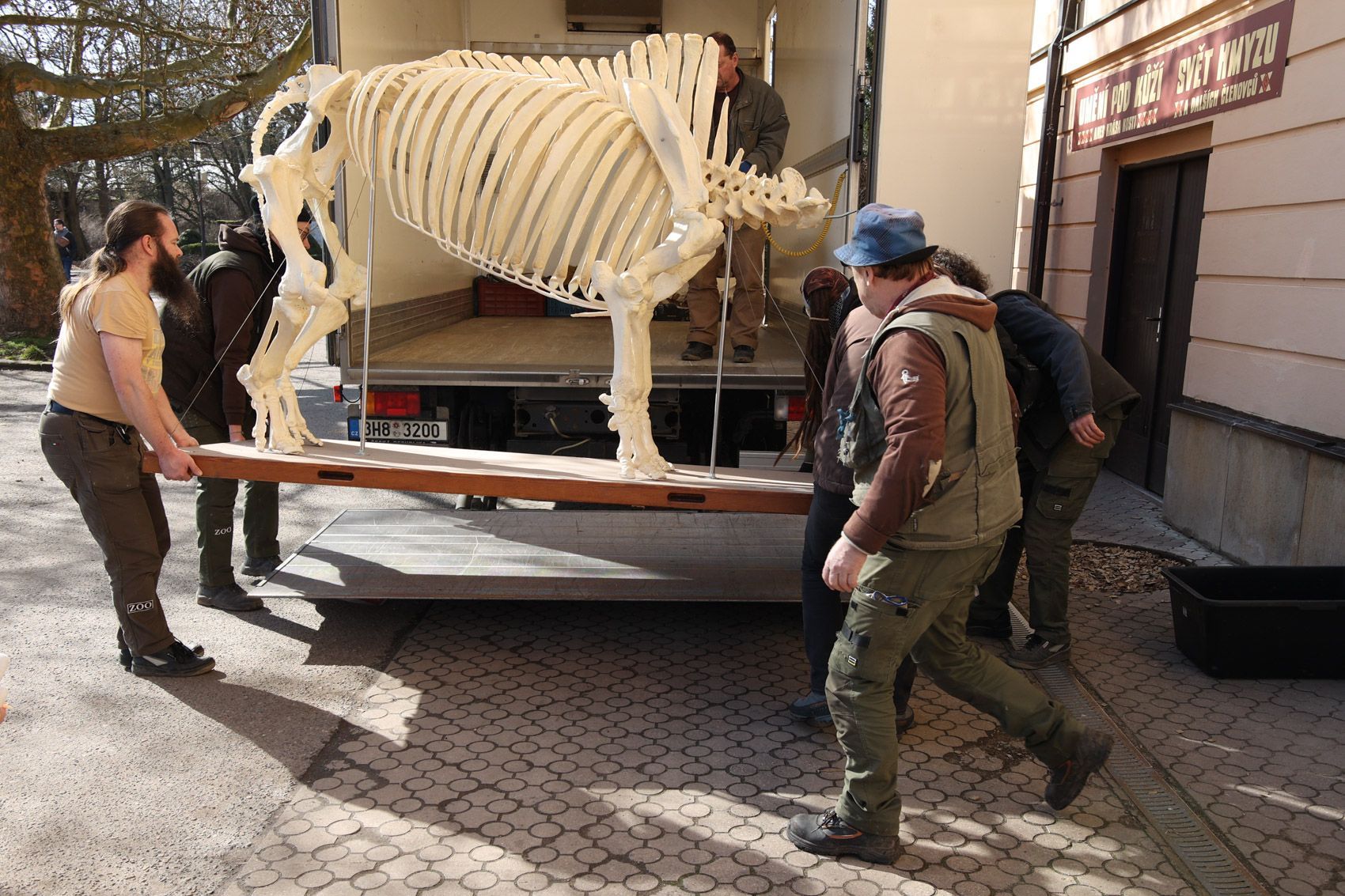 stěhování kostry nosorožce Sudána do Národního muzea
