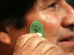 Prezident Evo Morales je neochvějným zastáncem žvýkání kokových lístků