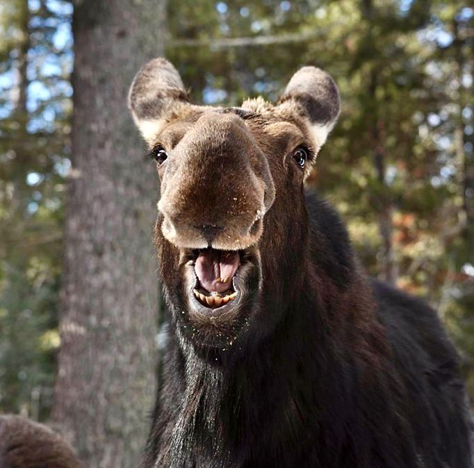 Comedy Wildlife Photography Awards - ukázky snímků z ročníku 2022