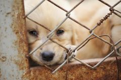 Policie našla v bytě v Plzni 60 psů, majitelku podezírá z týrání, hrozí jí až pět let vězení