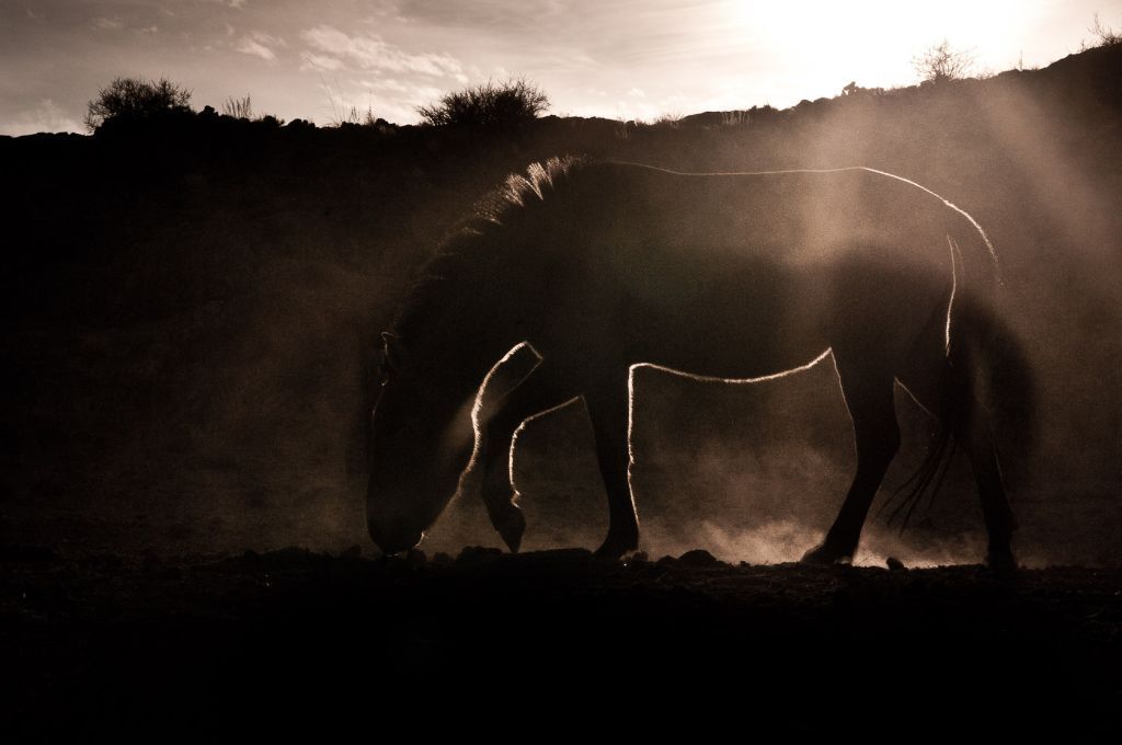 Koně Převalského v Mongolsku