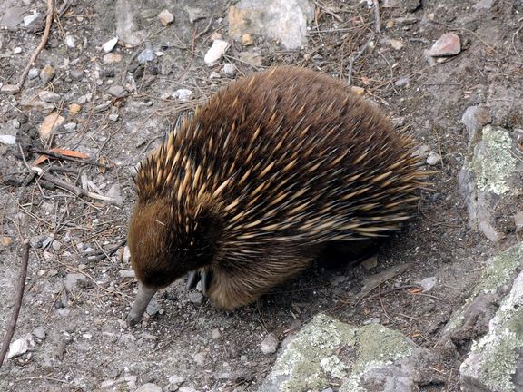 Za ježurou nemusíte do ZOO, v Tasmánii jej potkáte na mnoha místech. 