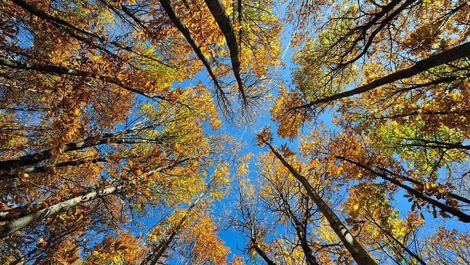 Oku lahodící pohled do podzimem vybarvených korun stromů.