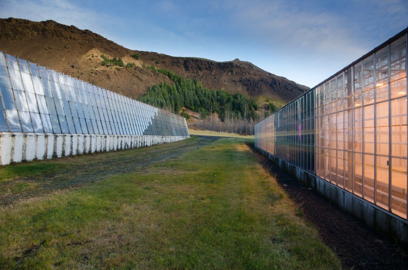 Banánový skleník na Islandu