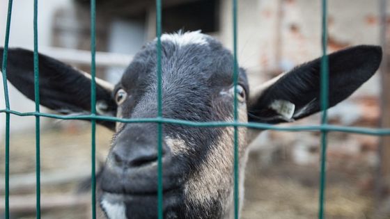 FOTO Život na soběstačné farmě Bláto