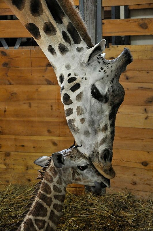 V pražské zoo se narodila žirafa