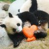 Hong Kong, Čína, panda, oslava, zoo