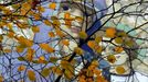 A fresco is seen through autumn leaves in a park in St. Petersburg October 14, 2012. REUTERS/Alexander Demianchuk (RUSSIA - Tags: RELIGION ENVIRONMENT TPX IMAGES OF THE DAY) Published: Říj. 14, 2012, 1:21 odp.