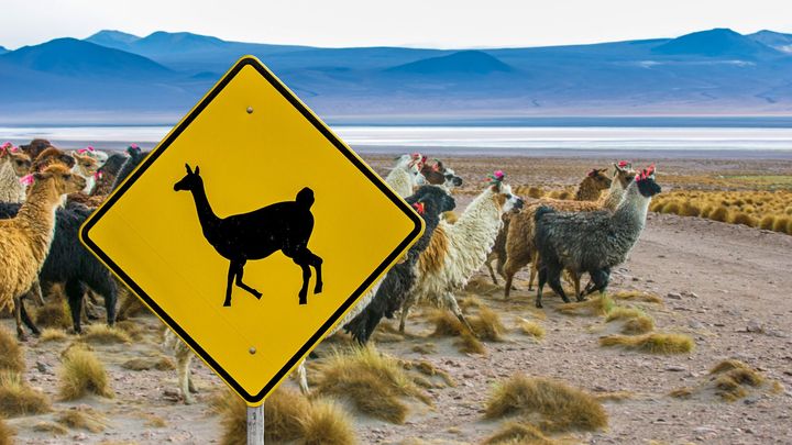Obří komár, co unáší lidi, i auto mizející v mlze. Netradiční značky z celého světa; Zdroj foto: Shutterstock