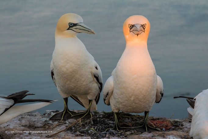 Finalisté soutěže Comedy Wildlife Photography Awards 2019