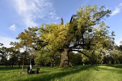 Stromem roku 2017 se stal ořešák z Kvasic na Kroměřížsku, dostal přes deset tisíc hlasů
