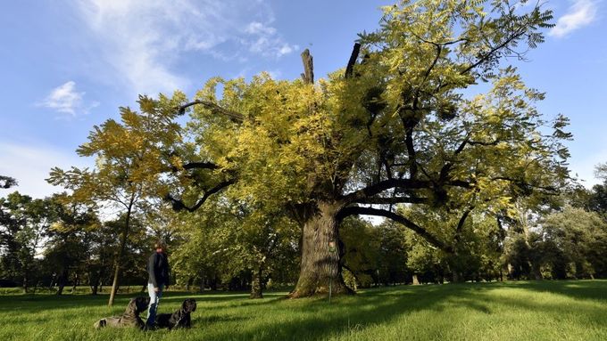 Strom roku 2017: vítězný ořešák černý roste v zámeckém parku v Kvasicích.