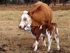Modifikované krávy se prý ničím neliší. Jen dojí lidské mléko.