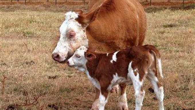 Vytvářením kopií zvířat produkujících nejvíce mléka nebo nejlepší maso budou vědci zároveň klonovat choroby, které jdou ruku v ruce s produktivitou, tvrdí odborníci.