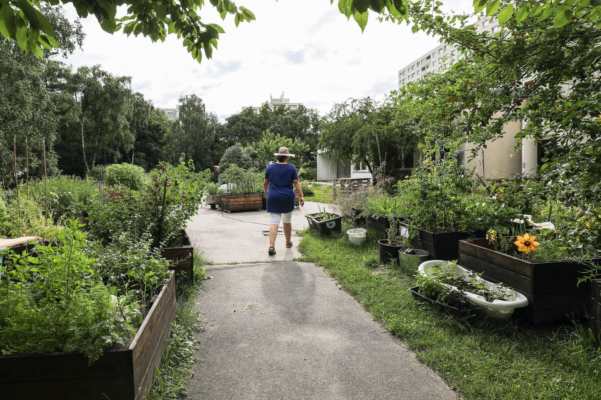 Komunitní zahrady Praha - Metro Farm, Vidimova, komunitní zahrada, pěstování, zahradničení, zahrádkář, zahrádkaření, rostliny