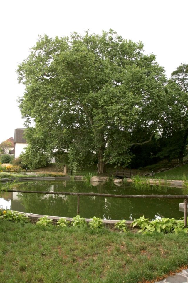 Platan na Kociánce v Brně