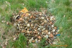 Na okraji Prahy někdo u silnice vysypal sedm set krabů, všechna zvířata uhynula