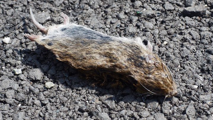 Foto: Hraboší kalamita na okraji Olomouce. Pole, zahrady i trávníky jsou samá díra