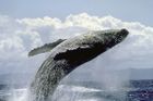 Velryby, plačte, Island se chystá na lov