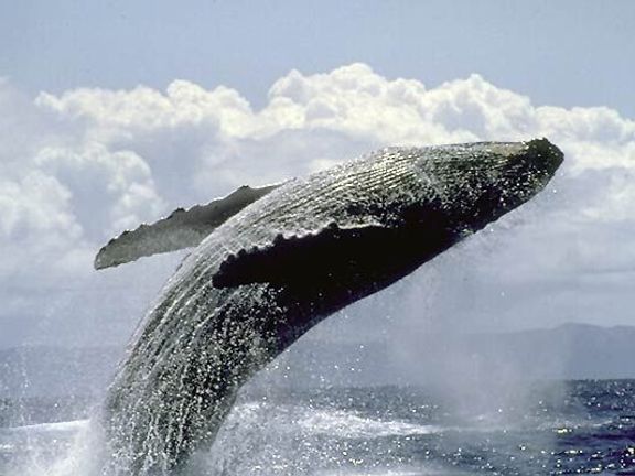 Více o lovu velryb